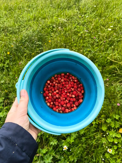 A first-person perspective shot shows a hand holding a light blue, collapsible bucket filled with small, wild strawberries. The bucket is positioned over a patch of green grass, interspersed with small white flowers. The background is a blur of more green grass and occasional yellow flowers. The image is taken outdoors, suggesting a natural environment. The location is identified as Medvedevka, Russia.