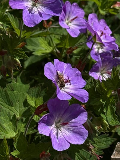 The image displays a close-up of purple Geranium flowers in bloom, with one flower hosting a bee. The flowers are vibrant, with delicate petals and visible veins. The bee is positioned in the center of the flower, actively engaged in collecting nectar or pollen. The background consists of lush green foliage and other blooming flowers, creating a natural and slightly blurred effect. The lighting suggests it's daytime, with sunlight highlighting the textures of the petals and leaves. This scene is typical of a garden or park setting.