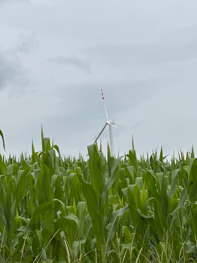 A white wind turbine with red markings on its blades stands in the background, partially obscured by a dense field of tall, green corn stalks in the foreground. The sky is overcast and gray. The image was taken in Kolubaivtsi, Ukraine.