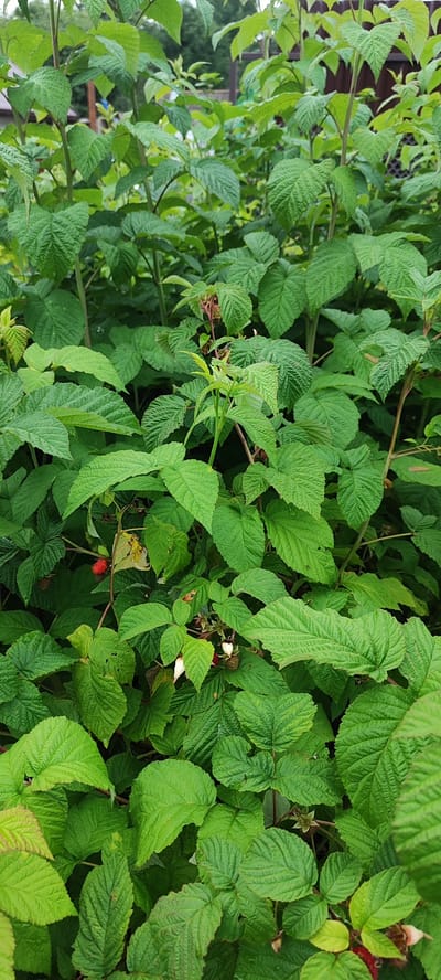 The image shows a close-up view of a raspberry bush in a garden setting. The bush is dense with vibrant green leaves, some of which are tinged with a reddish hue, suggesting they are older or have been exposed to sunlight. Several ripe red raspberries are visible among the leaves, along with some unripe green berries and wilting white flowers. In the background, a wooden fence and some trees can be seen, indicating a rural or suburban outdoor environment. The scene is likely located in the Лёзненскі сельскі Савет, Belarus, given the context provided. There are no people or animals present in the image.