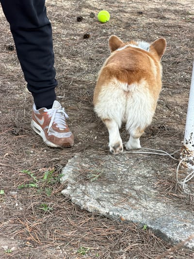 Observed from an elevated perspective, the image depicts a ground-level scene of natural elements, and a partial view of a person and a corgi. The location, Verkhnee Myachkovo, Russia, is assumed based on given information.
The primary subject is a tan and white corgi, observed from the rear, positioned amidst pine needles and loose dirt, near a concrete slab. A tennis ball is positioned to the left of the dog. Adjacent to the dog and concrete slab, a person's leg clad in black sweats is visible, accompanied by a tan-and-white athletic shoe. A white metal post with rope attached sits at the top edge of the image.