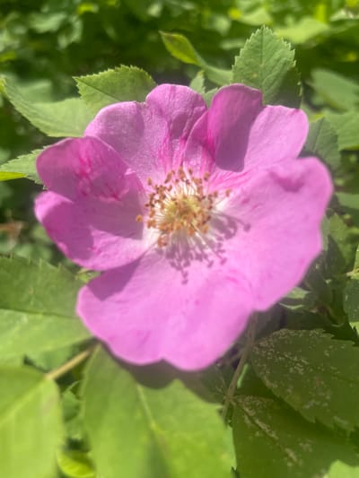 A singular, five-petaled pink flower, consistent with a wild rose (Rosa species), is centrally positioned in a close-up photographic view, located in the city of Rozhdestvo, Russia. The petals exhibit a vibrant magenta-pink hue with subtle tonal variations and faint linear striations, particularly noticeable on the upper left petal. The flower's core presents a dense cluster of numerous light brown stamens, each tipped with yellow pollen. Bright, natural light illuminates the subject, casting soft shadows beneath the petals and highlighting the granular texture of the stamens. The background consists of out-of-focus green foliage, characteristic of rose leaves, some displaying finely serrated margins. Scattered white particulate matter is visible on the surface of several leaves in the lower right segment. No human subjects, artifacts, or interactions are observable within the frame.