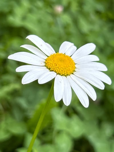 A close-up, vertical shot captures a single white daisy in bloom against a blurred green background. The daisy's bright yellow center is detailed, with many small florets visible. Its white petals are elongated and gracefully curve outwards. A green stem, also in sharp focus, extends downwards and out of frame. The background consists of indistinct green foliage, suggesting an outdoor natural setting. The image is devoid of any human presence or man-made structures, thus no specific location within the city of Тюнёво, Russia can be determined.