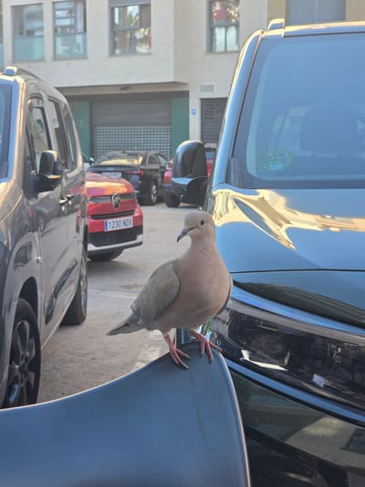 A collared dove perches on the bonnet of a gray car, its red feet gripping the metal. The background shows a street in Massanassa, Spain. Several parked cars are visible, including a red one with the license plate "1230 NDV". A building with windows is seen in the background.