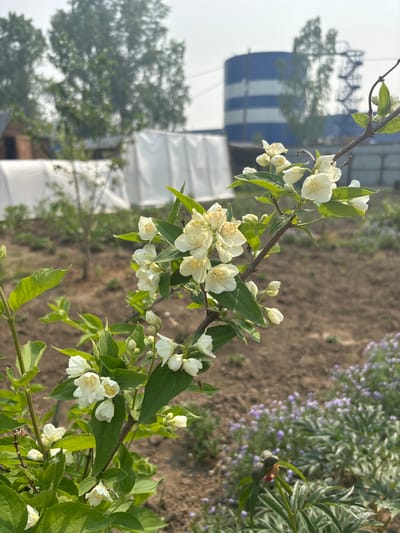 A close-up shot captures a blooming jasmine branch in the foreground, its delicate white flowers and green leaves sharply in focus. In the background, the scene depicts an outdoor environment with a dirt ground and some scattered purple flowers. A large, industrial-looking blue and white striped cylindrical structure stands in the middle distance, along with a wooden building and several white, tent-like structures, suggesting a garden or agricultural area with some industrial elements. The overall impression is that of a rural or semi-industrial setting in the city of Tartar, Russia, bathed in natural daylight.