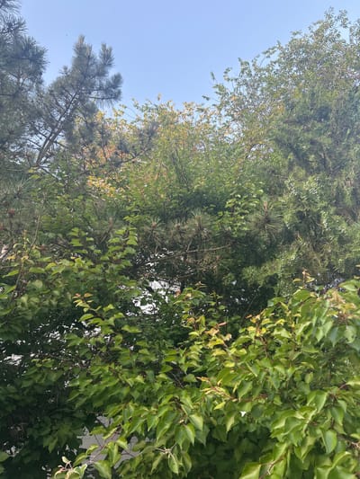 The image depicts a dense canopy of green foliage against a clear, pale blue sky. The trees appear to be a mix of deciduous and coniferous varieties. In the foreground, there is a bush with broad, oval-shaped leaves that are a vibrant green, some showing hints of yellow and brown. Behind this, pine trees are visible with their characteristic needles and cones. The overall impression is one of lush natural growth, likely in a park or garden setting. The location is specified as Останинское сельское поселение, Ukraine, suggesting a rural or semi-rural environment. There are no people or visible man-made structures in the frame.