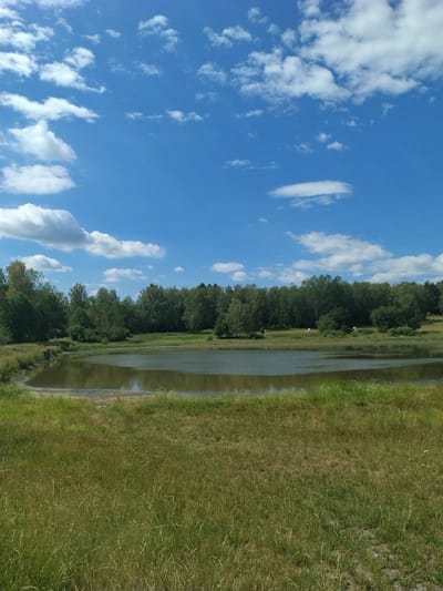 The image depicts a natural landscape scene with a body of water, grassy fields, and a forest in the background under a blue sky with scattered white clouds. The foreground is dominated by tall, green and brown grass, suggesting a summer or late spring setting. A calm, murky body of water with reflections of the sky and trees occupies the middle ground. Beyond the water, a dense line of trees forms a forest, with various shades of green foliage. The sky is a vibrant blue, with fluffy white cumulus clouds scattered across it. There are no people or animals visible in the image. The overall impression is one of a peaceful, rural environment.