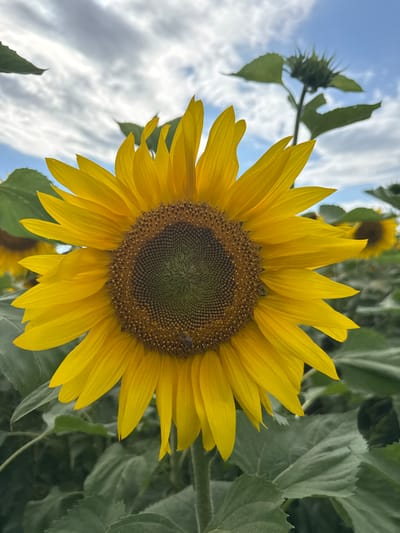 An extreme close-up shot shows a bright yellow sunflower in a field under a blue sky with white clouds. The sunflower's petals are sharply in focus, fanning out from its dark brown and green center, which is densely packed with seeds. One small bee is visible near the bottom right of the flower head, interacting with the seeds. Behind the main sunflower, other sunflowers are visible, some in bloom and one with a developing bud, appearing less sharp due to the shallow depth of field. The surrounding leaves are large and green. The image does not contain any people. The specific location is a sunflower field in Песчано-Коледино, Russia.
