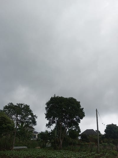 The image depicts an overcast outdoor scene in a rural or semi-rural area within Kondha, India. The upper two-thirds of the frame are dominated by a uniform grey, heavily clouded sky. The foreground features a flat expanse of low-lying green vegetation, consistent with cultivated crops. Directly behind this field, a line of dense trees and foliage extends horizontally across the midground. Two large, mature trees with dark green canopies are prominent: one slightly left of center and another larger tree positioned centrally. To the far right, a slender, dark utility pole extends vertically from the bottom of the frame, with visible dark wires attached at its upper section. In the background, partially obscured by the trees and foliage, are several structures. On the left, a multi-story building with light-colored exterior walls and a dark roof is visible. To the right, behind the central large tree and the utility pole, a smaller structure with a distinctive dark, tiled, peaked or pyramidal roof is discernible. No individuals, animals, or explicit actions are present within the frame. The overall environment appears to be an agricultural landscape bordering a residential area under a completely clouded sky.