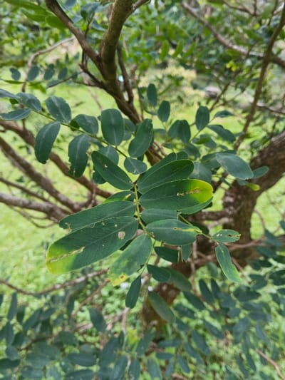This image presents a close-up, top-down view of a tree branch with foliage, observed in the city of Tah, Vietnam. The primary subjects are numerous compound leaves, predominantly dark green, arranged along a woody, brown branch. Several leaflets exhibit areas of yellow discoloration, suggesting chlorosis, and multiple leaves display small, irregular perforations and chewed edges, consistent with insect damage. The background is an unfocused expanse of light green vegetation, indicating an outdoor, natural setting. No human subjects, animals, or specific man-made objects are visible.