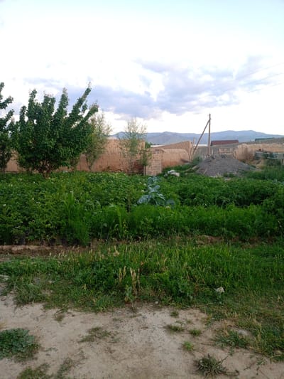 This is an outdoor, landscape-oriented photograph taken in a rural or semi-rural setting, likely in or around Panjakent, Tajikistan. The scene depicts a garden or field with various crops, primarily green leafy vegetables and some taller plants resembling corn. In the foreground, there is a dirt path with scattered vegetation.
Behind the garden, a mud-brick wall is visible, partially dilapidated, with some structures constructed from similar materials. A prominent wooden utility pole with wires stretches across the frame, indicating the presence of electricity. A large pile of dark gravel or dirt sits near the wall, suggesting ongoing construction or landscaping work. In the background, distant mountains are visible under a sky with scattered clouds.
The time of day appears to be late afternoon or early evening, as indicated by the soft lighting and the angle of the sun, which is not directly visible. The weather seems overcast or partly cloudy, creating a diffused light. There are no people visible in the frame, and the overall mood of the image is one of agricultural activity and everyday rural life. No text is present in the image.