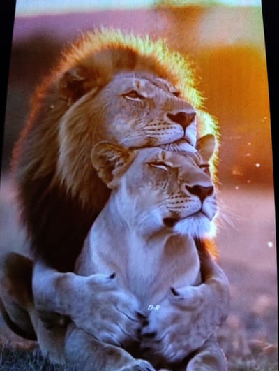The image shows a male lion embracing a female lion. The male lion is standing behind the female, with his paws around her. Both lions have their eyes closed and appear relaxed. The background is blurred with warm colors. The text "D-R" is visible on the lower part of the image, possibly a watermark or signature. The city of Padarsko, Bulgaria, is not depicted or implied in the image.