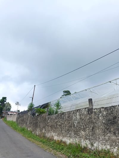 The scene depicts a grey, overcast sky above a paved road and a perimeter wall in Koipa, Papua New Guinea. The asphalt road occupies the bottom left, angling slightly upwards, bordered by green grass and weeds. A weathered, textured concrete wall, approximately 1.5 to 2 meters high, extends horizontally across the mid-ground. The wall is topped with multiple strands of barbed wire strung between concrete posts. Behind the wall, to the right, a large greenhouse structure is visible, featuring a translucent white plastic sheeting roof supported by a light-colored metal or PVC frame with triangular trusses. Taller green trees are present behind the greenhouse. To the left behind the wall, partial views of other structures and trees are discernible. A dark wooden utility pole with multiple black overhead wires extends upwards from behind the wall near the left-center, with wires stretching horizontally across the upper frame, above the wall and greenhouse. No individuals or specific actions are observed.