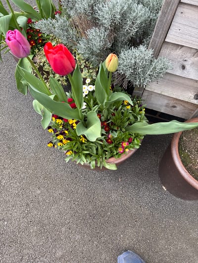 The image shows a close-up, overhead shot of a flower pot arrangement located outdoors. The pot contains a variety of flowers, including tulips in colors of red, purple, and yellow. There are also smaller flowers in shades of yellow and red, and silvery-green foliage. The pot is situated on a gray, speckled paved surface. Adjacent to the flower pot on the left, a portion of a weathered, gray wooden fence or structure is visible. Another brown flower pot is partially visible in the top-right corner of the image. The edge of a blue shoe is visible in the top-right corner. The location is likely Longden, United Kingdom, but there is no information in the image that provides a positive location.
