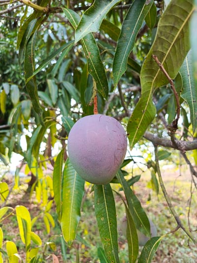 The image shows a single, purple-skinned mango hanging from a branch of a mango tree. The mango is the central focus, positioned in the midground of the shot. The background is blurred, suggesting the foliage of the mango tree extending beyond the immediate surroundings. The leaves on the branches surrounding the mango are green and elongated, exhibiting typical mango leaf characteristics. The setting appears to be outdoors, with natural lighting. The specific location within Monagas, Venezuela, is not discernable from the image. There are no people visible in the shot.