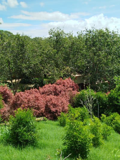 The image shows a lush garden with a variety of plants and trees under a bright blue sky with scattered white clouds. In the foreground, a patch of vibrant green grass slopes upwards. Several bushes with bright green leaves are scattered across the grassy area. Behind the green bushes, a dense hedge of plants with reddish-pink leaves forms a prominent mid-ground feature. Further back, tall green trees with full canopies create a dense, almost impenetrable backdrop. Peeking through the foliage of the taller trees, a small, simple structure with a light-colored roof and reddish trim is visible, suggesting a shed or small building within the garden. The overall impression is one of a well-maintained and verdant outdoor space. The specific location in Trường An, Vietnam, is not identifiable from the visual elements of the image alone.