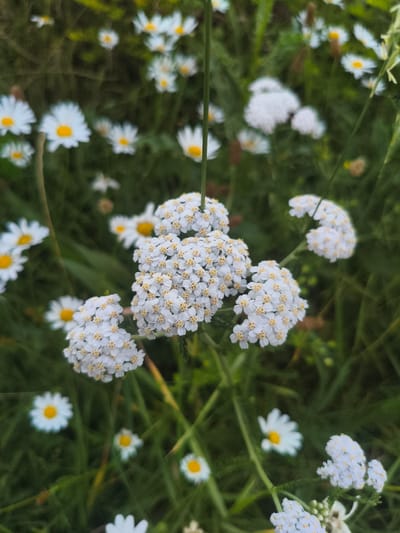 This media file shows a close-up, shallow depth of field view of a meadow in Pegnitz, Germany. The main subjects are clusters of small white flowers, some with yellow centers, resembling yarrow and daisies. The flowers are set against a backdrop of blurred green foliage and other indistinct white flowers. The lighting suggests it is daytime, likely with soft, diffused light rather than direct sunlight, creating a peaceful and natural atmosphere. There are no people or visible text in the image. The focus is on the delicate textures and natural beauty of the wildflowers, evoking a sense of serenity and the simplicity of nature.