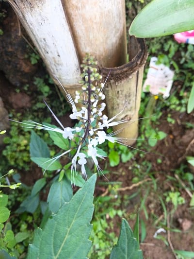 A white flowering plant with long, thin, whisker-like extensions from the flowers is positioned next to bamboo stalks. The plant has green leaves and is surrounded by other greenery on the ground. The bamboo stalks are a light tan color. The background is a mix of soil, grass, and other small plants.
