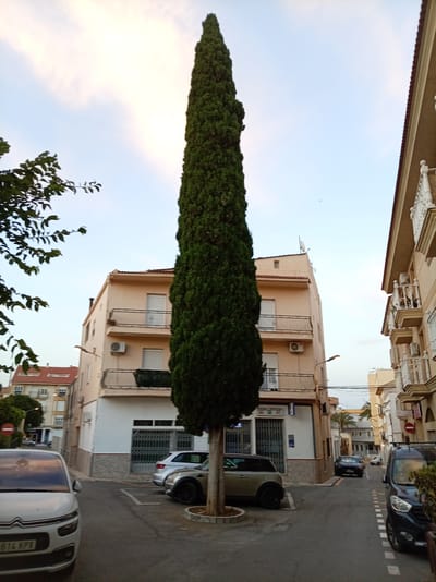 In Olula Del Río, Spain, a tall, slender cypress tree stands in the foreground, dominating the center of the frame. The tree is positioned on a paved street, where several vehicles are parked. To the left, a white Citroën C4 Picasso is parked. To the right of the cypress tree, a silver MINI Cooper Countryman is parked. In the background, there are buildings with balconies and windows. One building, to the left of the cypress, is light beige with white trim and features multiple balconies. Further left, another building with a red-tiled roof is visible. To the right of the cypress, a building with a similar beige facade and white balconies lines the street. The sky above is a pale blue with wispy clouds. The street appears to be a residential or mixed-use area, with shops or businesses possibly located on the ground floors of the buildings. The lighting suggests it is either early morning or late afternoon.