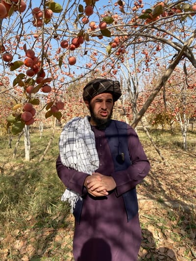 The image captures a man standing in a fruit orchard within Bazar-e Panjva'i, Afghanistan. The man, possessing a dark beard and mustache, is dressed in a dark purple tunic, a dark blue vest, and a dark plaid turban, with a white and black checkered scarf draped over his left shoulder. His hands are clasped in front of him, and his facial expression appears strained, with his mouth slightly open. The surrounding environment consists of numerous deciduous trees, their branches heavily laden with round, orange-red fruit, consistent with persimmons. The ground is covered with dry, fallen leaves and some green foliage. The scene is brightly lit by natural sunlight under a clear blue sky, casting visible shadows.