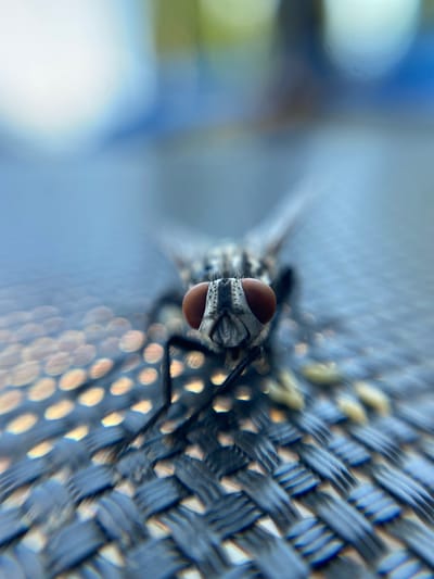 A close-up, low-angle macro photograph captures a fly on a woven surface. The fly is positioned centrally, facing forward, with its prominent red eyes in sharp focus. Its body is a mix of gray and black, with visible hairs and markings on its head. The woven surface beneath the fly appears to be made of dark blue and gray material, with a texture that creates a pattern of light and shadow. The background is heavily blurred, with soft washes of blue and white, suggesting an outdoor environment or a brightly lit setting. There is no indication of the city of Novoselytsia, Ukraine, or any specific location within it. The image focuses solely on the insect and its immediate surroundings.