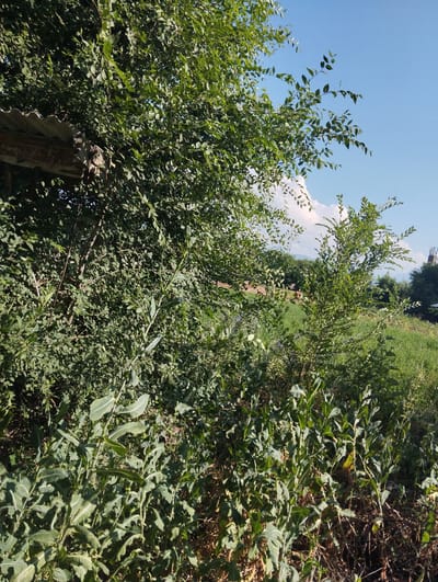 This media file captures a sun-drenched outdoor scene, likely in Iskra, Kyrgyzstan. The foreground is dominated by lush, green vegetation, with broad-leafed plants in sharp focus and a dense thicket of smaller leaves and branches filling the lower half of the frame. Among these plants, what appears to be a rusted, corrugated metal roof is visible on the left, suggesting the presence of a small, rustic structure or shed, partially obscured by the foliage.
Beyond the dense greenery, the scene opens up to a sunlit field. The middle ground reveals a mix of grass and wild plants, with a few scattered trees in the distance. The sky above is a vibrant, clear blue, punctuated by a few fluffy white clouds, indicating fair weather. The sunlight casts a warm glow over the landscape, suggesting it is daytime, likely late morning or afternoon.
Further in the distance, the landscape appears to roll into hills or mountains, with a hint of distant structures, possibly agricultural or industrial, on the far right edge of the frame. The overall impression is one of a natural, somewhat wild, and rural setting during a pleasant, sunny day. No people, animals, or text are discernible in the image.