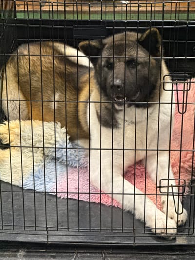 A large Akita-type dog is observed lying within a black wire dog crate. The dog displays dark brown and black fur on its head and upper back, transitioning to tan and white fur on its body, chest, and legs. Its front legs are extended forward. The dog faces slightly to the right with its mouth partially open, revealing some teeth. A silver-colored tag or collar is visible around its neck. Inside the crate, the dog rests on two pieces of bedding: a multicolored fluffy mat, predominantly light blue, yellow, and white, is positioned under its left side and rear, while a pink fluffy mat is under its right side and front legs. The crate's black wire bars are prominent in the foreground. The underlying floor of the crate is black plastic. The background appears dark and out of focus. This scene is located in the Metropolitan Borough of Solihull, United Kingdom.