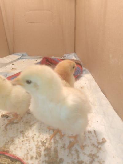 Three chicks are huddled together in a cardboard box lined with white paper. Two of the chicks are primarily light yellow, while the third, positioned further back, has a more orange hue. The box is made of brown corrugated cardboard and appears to be a temporary enclosure. The chicks are on a bedding of white paper, with some scattered feed or debris visible. A red and blue striped fabric is also present in the background. The lighting suggests an indoor setting, likely artificial. There is no visible indication of the city of Psebai, Russia, in this image.