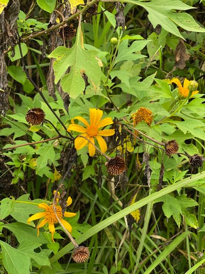 This image displays a dense botanical scene in Garut, Indonesia. The primary subjects are several Tithonia diversifolia (Mexican sunflower) plants at various stages of growth and decay. Two distinct, vibrant yellow flowers with prominent orange centers are visible: one centrally positioned in the upper half of the frame, and another in the lower-left quadrant. A third yellow flower, partially open or wilting, is located in the upper-right, alongside a shriveled, dried yellow flower head in the mid-right.

The plants are characterized by numerous green, lobed leaves of varying sizes, some exhibiting minor brown discoloration or yellowing. Interspersed throughout the frame are multiple dark brown, spiky, spherical seed pods, indicating past blooms. Thin, dark stems support the foliage and flowers. The background consists of a mixture of green and dried, dark brown foliage, along with slender, vertical blades of green grass, suggesting an untended, wild growth environment. No people, animals, or artificial objects are present.