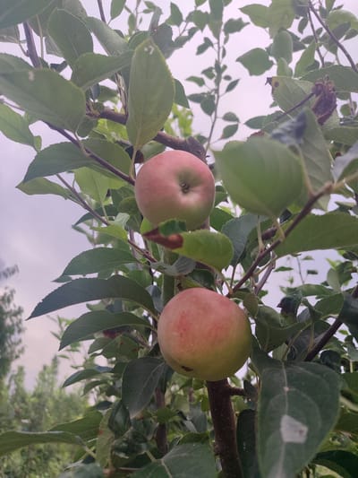 In the city of Жаңы-Абад, Kyrgyzstan, an apple tree bears fruit. Two apples are visible, one above the other, on a branch. The upper apple is partially obscured by leaves, while the lower apple is more fully visible. Both apples exhibit a blush of red over a greenish-yellow background. The tree is surrounded by lush green foliage, with some branches and leaves in focus and others blurred in the background. The sky, visible through the branches, is overcast and light purple. The scene is typical of an orchard or garden.