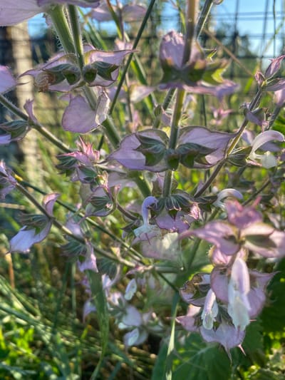 The image is a close-up, outdoor, eye-level shot of a cluster of Clary Sage flowers (Salvia sclarea). The flowers are predominantly pale purple and white with delicate green accents. They are arranged in whorls along fuzzy green stems. Some of the flowers are in full bloom, while others are still buds. The background is softly blurred, showing more of the plant's foliage and hints of green grass. In the upper right corner, a blurred wire fence is visible against a bright blue sky. There are no people or animals present in the image. The scene appears to be in a garden or natural setting, likely in Vasylky, Ukraine, given the context.