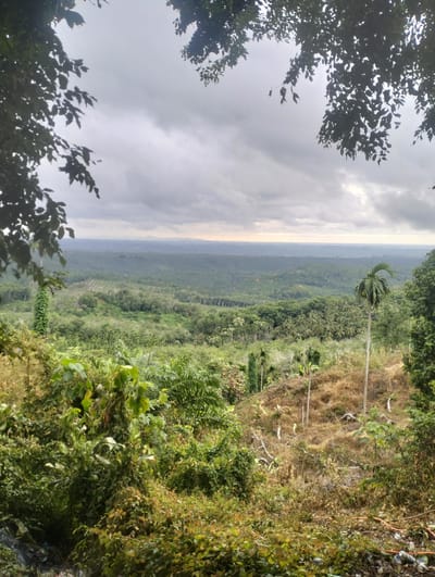 The image depicts a vast, undulating landscape densely covered with various types of vegetation, likely a mix of natural forest and cultivated areas such as palm oil plantations, characteristic of regions in Teupinreusep, Indonesia. The scene is framed by dark, silhouetted foliage in the foreground and at the top edges of the frame, suggesting the viewpoint is from a higher elevation, possibly a hill or a lookout point.
The sky is overcast with heavy grey clouds, hinting at a potentially humid or rainy day. In the mid-ground, the landscape reveals a pattern of cultivated fields interspersed with natural growth, indicative of agricultural activity. There are numerous palm trees visible, their fronds fanning out. The terrain appears to slope downwards, with some areas showing dry, brown undergrowth mixed with greener patches, possibly representing cleared or less vegetated slopes.
In the far distance, the horizon is marked by a hazy line of mountains or hills, fading into the atmospheric conditions. The overall impression is one of a sprawling, green, and somewhat wild natural environment, characteristic of tropical or subtropical regions like Teupinreusep. No people or specific structures are clearly discernible in the image. The foreground also shows some debris, including what appears to be plastic waste, hinting at human presence and its impact on the environment.