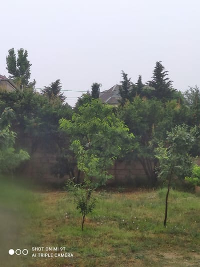 The image depicts an outdoor scene, likely a residential yard, in Khazar Raion, Azerbaijan. The foreground shows a patch of green grass with a few small pink flowers and a thin, young tree with a dark brown trunk. In the midground, a brick wall runs horizontally across the image, partially obscured by various trees and foliage. The trees are lush and green, with some bearing small orange fruits, suggesting they may be pomegranate trees. A larger, leafy tree with a lighter green canopy stands prominently in the center of the midground. The background reveals houses with visible roofs, nestled behind the dense vegetation. The sky is overcast and a pale gray, indicating a cloudy or misty day, possibly with light rain, as suggested by the slightly blurred foreground. The overall atmosphere is one of a quiet, green, and somewhat damp suburban environment.