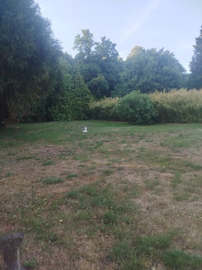 The image shows a natural outdoor scene, likely a park or garden, with a lush green landscape under a bright sky. In the foreground, dry grass and patchy green vegetation cover the ground. A wooden post is visible in the bottom left corner. In the middle ground, a small, white and grey dog with a black collar is sitting on the grass, facing away from the camera. The background is dominated by dense trees and foliage, with a variety of evergreen and deciduous trees forming a thick canopy. A lighter-colored, tall grassy plant or bamboo-like vegetation runs horizontally across the mid-background. The overall setting suggests a peaceful, rural environment. The location is identified as Wallerfangen, Germany.