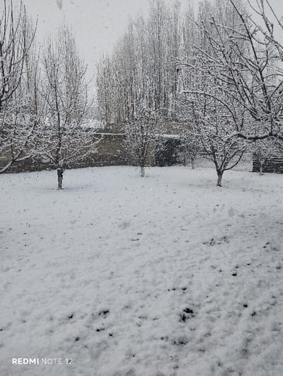 The image displays an outdoor winter scene in Beshtam, Uzbekistan, during active, light snowfall. The foreground consists of ground covered in a fresh layer of white snow, with darker patches of underlying vegetation or soil visible through it. Numerous individual snowflakes are discernible throughout the air. In the midground, several bare deciduous trees, their branches dusted with snow, are irregularly spaced. Behind these trees, a low-lying, textured stone or brick wall extends horizontally across the frame. The background features a dense, vertical cluster of tall, slender deciduous trees, also coated in snow, set against a muted, overcast sky. No individuals, subjects, or specific interactions are visible. A "REDMI NOTE 12" watermark is present in the lower-left corner.