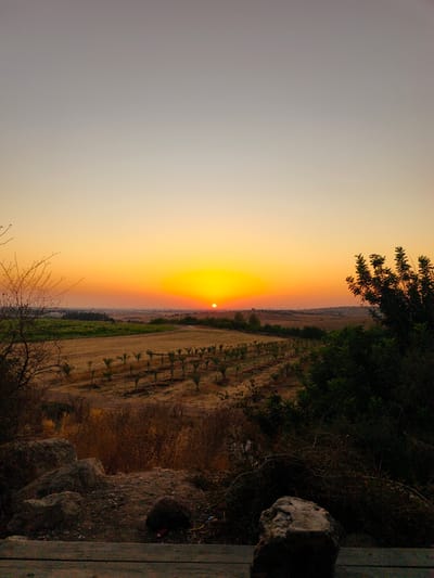 This image captures a sunset over agricultural fields in Shaalvim, Israel. The sun, a bright orb, is low on the horizon, casting a warm, orange glow across the sky. In the foreground, a rocky embankment with dry vegetation and sparse trees leads the eye towards the cultivated landscape. Rows of young trees, possibly date palms, are planted in neat lines across a fallow field, their dark silhouettes contrasting with the sunlit earth. Beyond the fields, a hazy landscape stretches towards the horizon, hinting at distant settlements or hills. The overall scene evokes a sense of rural tranquility at the end of the day.