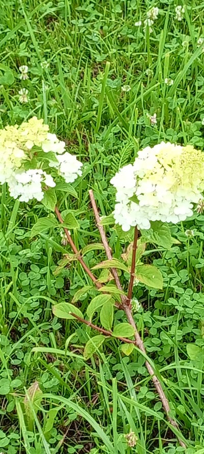 The image depicts a close-up view of two blooming hydrangea flowers set against a backdrop of lush green grass and clover. The flowers are predominantly white with hints of pale yellow at their tips, suggesting they are in the early stages of blooming. The stems and leaves of the hydrangeas are visible, with some leaves showing signs of browning. The surrounding vegetation is dense, with blades of grass and clover leaves creating a textured ground cover. Small white flowers, possibly from the clover, are scattered throughout the grass. The overall scene is natural and appears to be an outdoor setting. The location is identified as Kirsanov, Russia.