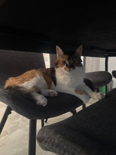 A calico cat is lying on a dark gray fabric-covered chair, positioned under a dark table. The cat is facing the camera with its body stretched out. Its fur is a mix of white, orange, and black patches. The cat's paws are visible, with pink paw pads. The chair has black metal legs. The background is slightly blurred, showing parts of other chairs and a wall with a window. The floor appears to be tiled. The scene is indoors, likely in a home or office setting in Mesogi, Cyprus.