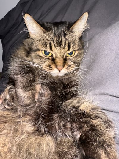 A close-up, eye-level shot shows a tabby cat with piercing yellow eyes looking directly at the camera. The cat has long, shaggy fur in shades of brown, black, and grey, with prominent white whiskers fanning out from its face. The cat is lying on a textured grey surface, possibly a blanket or bedding, with a dark, crumpled fabric visible in the upper left corner of the frame. The lighting is dim, casting subtle shadows and highlighting the cat's facial features. The image does not provide any information about its location within the city of Ильинское-Усово, Russia.