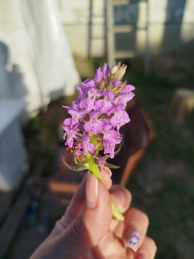 A close-up shot focuses on a delicate cluster of small purple orchid flowers held by a person's hand. The flowers are light purple with darker pink speckles on their petals. The stem of the orchid is visible, with a few small green leaves near the base. The person's hand, with manicured nails adorned with a small floral design, gently supports the flower. The background is blurred, suggesting an outdoor setting with soft, warm lighting, possibly indicating it's late afternoon or early evening. Hints of structures like fencing or a shed are faintly visible, along with some greenery. The overall impression is one of natural beauty and gentle interaction with flora.
