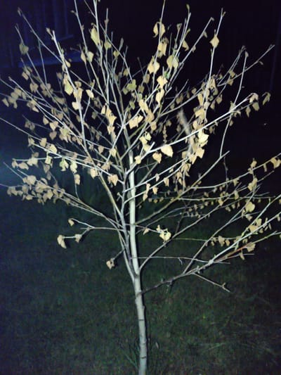 A medium shot captures a slender, bare deciduous tree with sparse, yellowing leaves against a dark, out-of-focus background. The tree has a pale, rough trunk and numerous thin, branching limbs. The ground beneath the tree appears to be covered in grass and is also out of focus. The overall lighting suggests it is nighttime. The image does not provide any specific geographical or environmental indicators to place it within the city of San Martín de Porres, Peru.