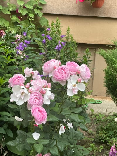This is a medium shot of pink roses and purple bellflowers in a garden. The roses are in various stages of bloom, with some fully open and others still in bud. The bellflowers are small and delicate, with deep purple petals. The flowers are surrounded by lush green foliage. The background consists of a beige wall and some concrete. The image appears to have been taken on a sunny day, as indicated by the bright lighting and the vibrant colors of the flowers. The setting is a garden in Gorki Leninskiye, Russia, suggesting a suburban or rural environment. There is no activity or event taking place; the image is a still life of flowers. No text is visible in the image.