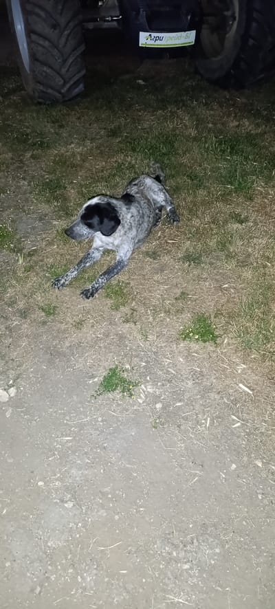 The image shows a speckled dog lying on dry grass and dirt. The dog has black and white patches and is lying on its stomach with its legs extended. In the background, there is a large tractor tire and a portion of the tractor's body. A sticker with text is visible on the tractor, reading "Агри трейд - БГ". The scene appears to be outdoors, possibly in a rural area in Svetlen, Bulgaria, given the presence of the tractor and the dry, grassy terrain. The lighting suggests it could be evening or a dimly lit area. The dog appears relaxed, lying down comfortably in the setting.