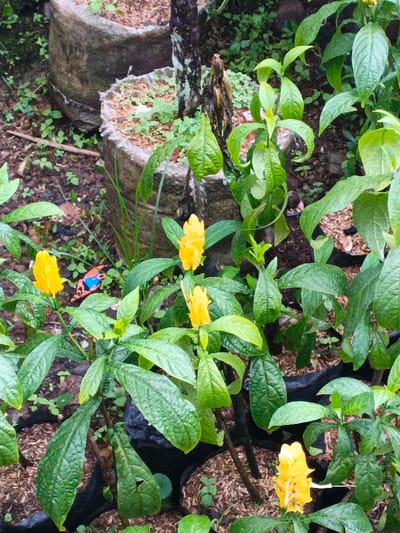 The image depicts an outdoor garden area located in the city of Pea Reang District, Cambodia. The scene is dominated by multiple herbaceous plants featuring broad, deep green, textured leaves and distinctive bright yellow, cone-shaped flowers with white accents, consistent with *Pachystachys lutea*. Several of these plants are rooted in black plastic nursery bags, partially visible at the bottom of the frame, filled with a dark, granular soil mixture.

In the midground, on the bare, dark earth to the left of the central plants, a small, irregularly shaped object approximately 5-7 cm in length is visible. It is primarily blue with a distinct orange section. The ground itself is composed of dark soil, interspersed with sparse green weeds and organic debris.

In the background, two large, grey, cylindrical planters, possibly concrete or stone, are present, containing soil and small green sprouts. A dark-barked tree trunk stands centrally between and slightly behind these planters. No human subjects or discernible human activity are visible within the frame. The lighting suggests an ambient, possibly overcast, environment.