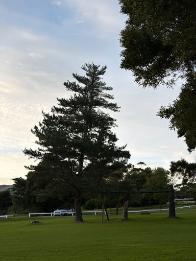 The image depicts a landscape in Overstrand Local Municipality, South Africa. A large coniferous tree dominates the left of the frame, reaching toward a sky with scattered clouds. Patches of foliage from other trees appear at the top of the image. To the right, there is a green grassy area with trees and a white fence. In the background, partially obscured by trees, there's a light-colored vehicle. A rudimentary wooden swing set stands on the right.