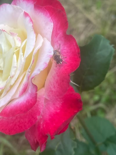 A close-up, slightly angled, eye-level outdoor shot features a two-toned rose with white and yellow petals transitioning to vibrant pink edges. Perched on the pink edge of a petal is a small insect, possibly a bee, with visible wings and segmented body. The background consists of blurred green foliage and a dry, grassy area, suggesting a natural, outdoor setting. The image is focused on the rose and insect, with the surrounding environment out of focus. The lighting is soft, likely natural daylight. The location is specified as Novyi Tahamlyk, Ukraine.