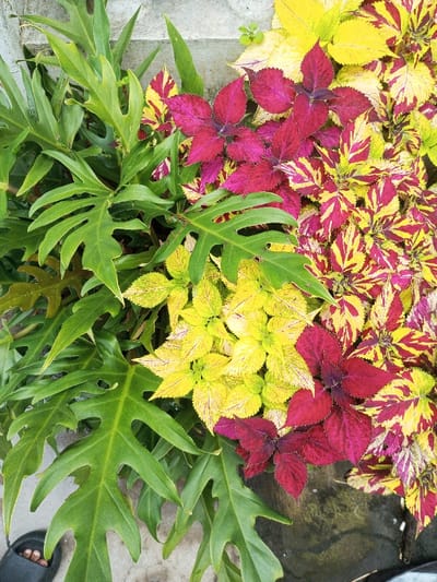 This scene is located in a garden setting within the city of Pandaria, India. The image provides an overhead perspective primarily featuring various plant species. On the left side, several large, deeply lobed green leaves are visible, consistent with a *Philodendron bipinnatifidum*. To the right of these, a dense arrangement of Coleus plants displays distinct color variations. A central cluster exhibits bright yellow-green foliage, while to its right and extending to the upper right, other Coleus plants feature vibrant deep red and magenta leaves, some with yellow and red variegated patterns. In the bottom-left corner, the front portion of a dark-colored sandal is observed resting on a light-colored ground surface, with the toes of a human foot partially visible within the sandal. The immediate background above the plants includes a textured, light gray surface, likely concrete or stone, while the lower right shows a darker, possibly damp, ground area. No active interactions or movements are recorded; the scene presents a static arrangement of flora and a human presence indicated by footwear.