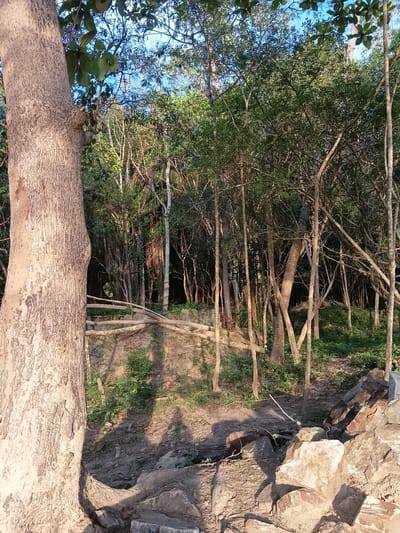 The image depicts a dense forest scene with a large tree trunk prominently featured in the foreground on the left. The tree has rough, textured bark and is illuminated by sunlight. Behind the large tree, the forest floor is visible, covered in dry earth and scattered rocks, with patches of green vegetation. A low wooden fence or railing runs horizontally across the mid-ground, partially obscured by shadows. Numerous slender trees with varying densities of foliage populate the background, creating a layered effect. The canopy overhead is lush with green leaves, and slivers of blue sky are visible between the branches. The overall impression is one of a natural, untamed environment. The image was captured in Baan Pang Ka, Thailand.