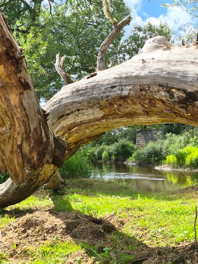 A large, fallen, weathered tree trunk spans across a shallow, slow-moving river in Tsirgumäe, Estonia. The trunk is positioned diagonally, with its thickest part on the left and tapering towards the right, forming an archway over the water. The bark is rough and deeply grooved, revealing pale wood beneath. The riverbank on the right is covered in lush green grass and dense foliage. In the background, beyond the river and foliage, a stone structure, possibly part of an old bridge or ruin, is visible. The sky above is blue with scattered white clouds, and the surrounding trees are green and leafy, indicating a warm, sunny day. The scene conveys a sense of nature reclaiming a man-made element, with the fallen tree creating a natural bridge.