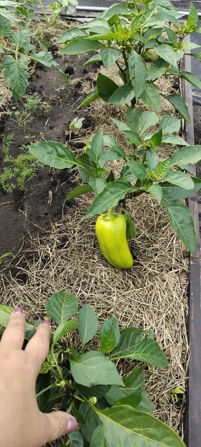 The image shows a close-up of a pepper plant in a garden bed. A single, pale green pepper is hanging from a branch of the plant. The plant has large, green leaves and is surrounded by dry straw mulch. In the foreground, a person's hand with painted fingernails is reaching towards the plant. The background shows dark soil with some small green seedlings growing. The scene appears to be outdoors, in a garden setting, likely during daylight hours given the lighting. There are no visible text elements in the image. The location is specified as Bogdashkino, Russia.